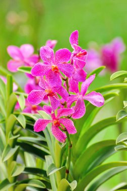 yeşil zemin üzerine güzel orkide