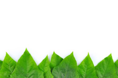 izole yaprak yeşil arka plan