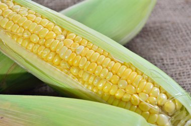 Mısır topçu üzerinde bir kulak