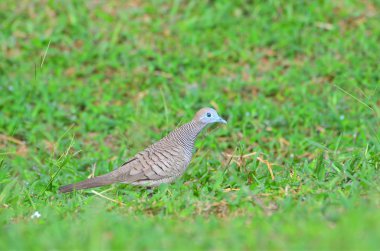 Zebra güvercini yeşil çimenlerin üzerinde yakın çekim