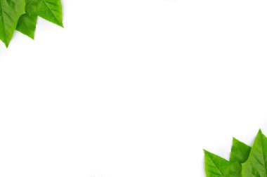 izole yaprak yeşil arka plan