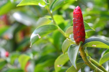 güzel bir tropik Kızıl kızıl çiçek