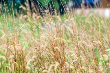 Tüy otların kapatın. Yumuşak odak, alanlar ve seçici odak sığ derinlik.