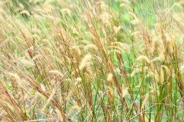 Tüy otların kapatın. Yumuşak odak, alanlar ve seçici odak sığ derinlik.