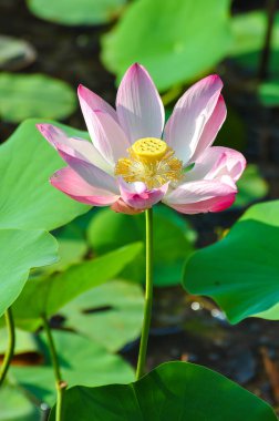 Pembe kutsal lotus, görünümü kadar yakın