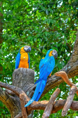 Mavi ve sarı papağan