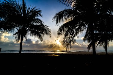 Ağaç silüeti ne zaman güneş sahil yakınında yükselen