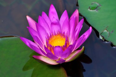 Mükemmel bloom Nilüfer