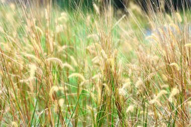 Tüy otların kapatın. Yumuşak odak, alanlar ve seçici odak sığ derinlik.