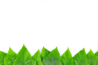 izole yaprak yeşil arka plan