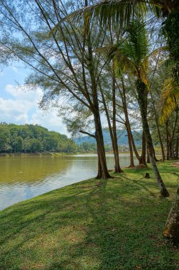 Orman gölü Mavi bulutlu gökyüzünün altında