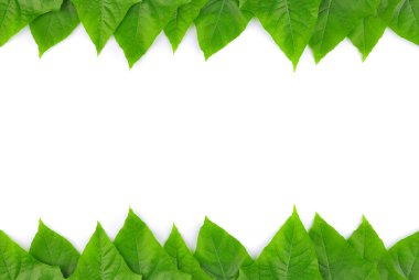 izole yaprak yeşil arka plan