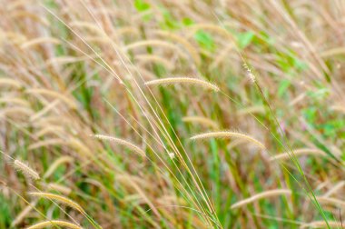 Tüy otların kapatın. Yumuşak odak, alanlar ve seçici odak sığ derinlik.