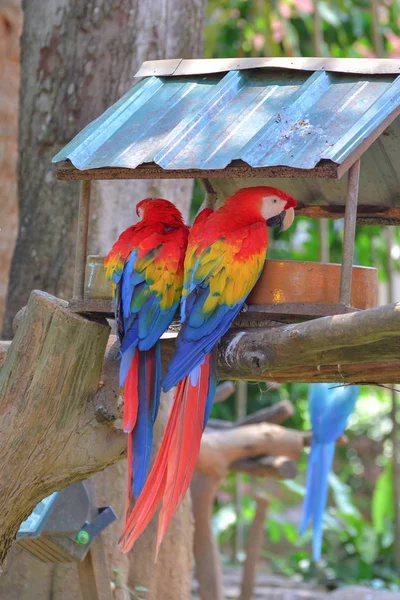 Guacamayos Escarlata Naturaleza —  Fotos de Stock