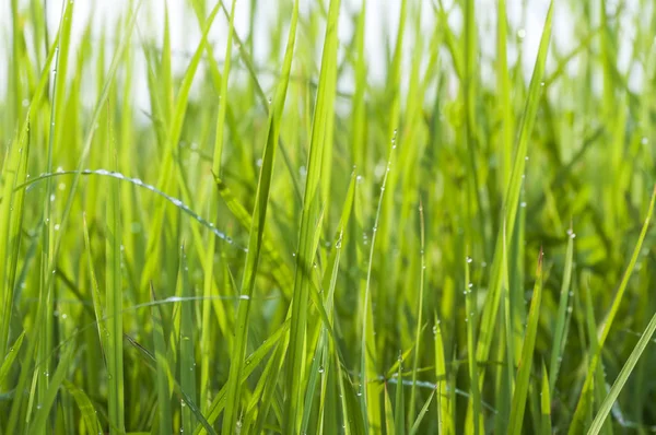 Tło Kropli Rosy Jasnozielonej Trawie — Zdjęcie stockowe