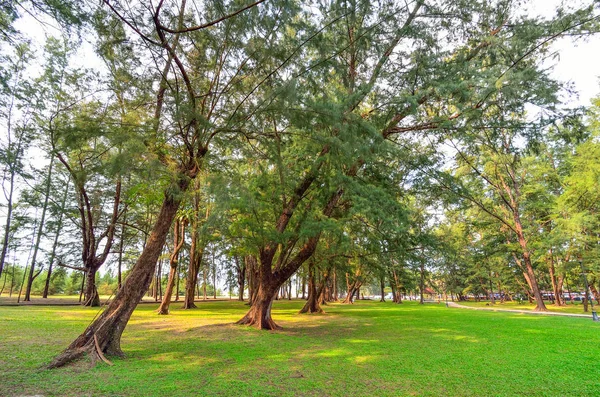 Casuarina Plantas Crescendo Gramado Verde Jardim — Fotografia de Stock