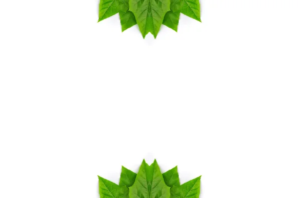 Zelený List Samostatný Pozadí — Stock fotografie
