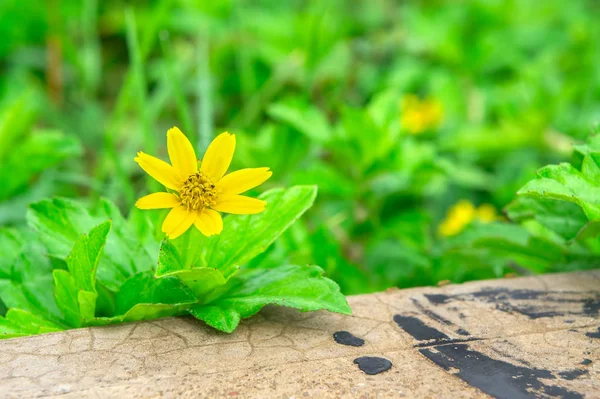 緑の葉と黄色の花 浅い被写し界深度 Dof セレクティブ フォーカス ソフト フォーカス — ストック写真