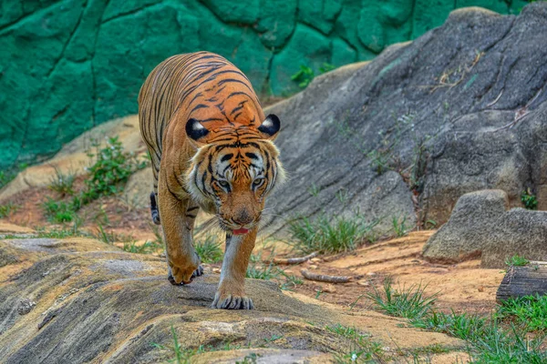 Συμπεριφορά Της Τίγρης — Φωτογραφία Αρχείου
