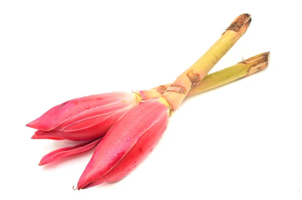 Etlingera Elatior Ginger Flower Torch Ginger Bud — Stock Photo, Image