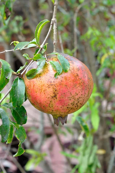 Ripe Colorful Pomegranate Fruit Tree Branch — Stock Photo, Image