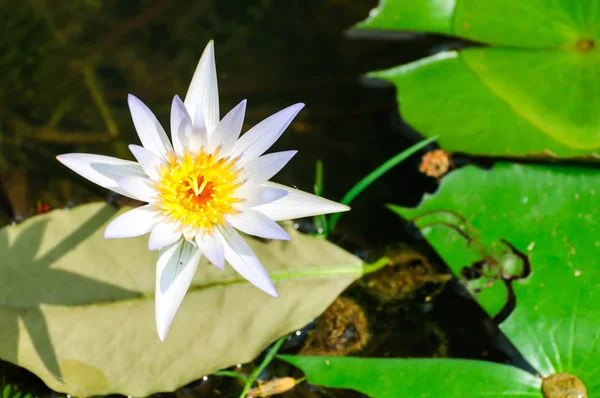 黄色の中心部に白い水ユリの花 — ストック写真