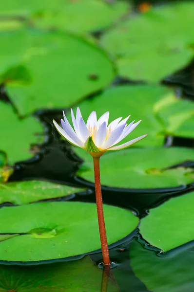 黄色の中心部に白い水ユリの花 — ストック写真