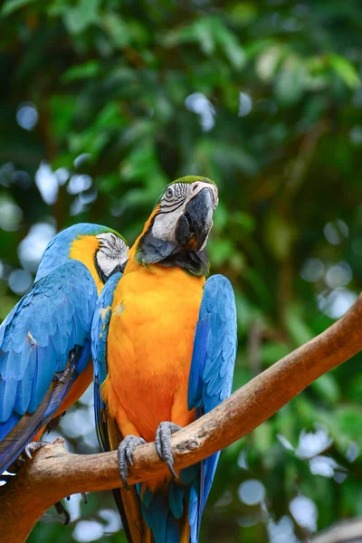 A blue and yellow parrots