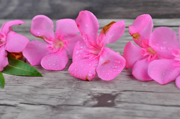 Pink Flowers Border Wood Pattern — Stock Photo, Image