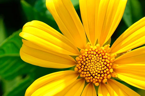 黄色い花やヒマワリ — ストック写真