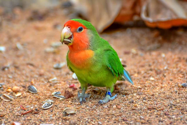 Bellissimo Pappagallo Colorato Natura — Foto Stock