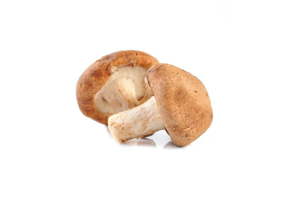 Shiitake Pilz Auf Weißem Hintergrund — Stockfoto