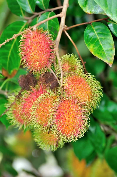 Tropical Fruit Rambutan Tree — Stock Photo, Image