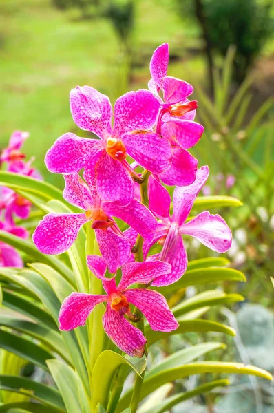 Mooie Orchid Groene Achtergrond — Stockfoto