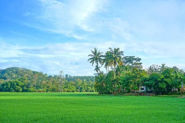 Landschap Van Rijst Veld Met Kokospalmen — Stockfoto