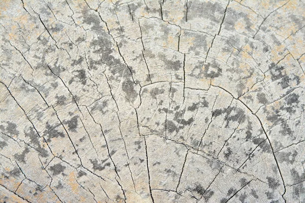 Abstraktní Textura Pozadí Dřeva — Stock fotografie