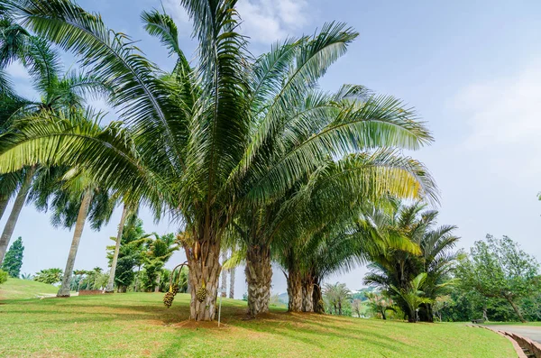 Cohune Palm Orbignya Cohune Botany Park — Fotografia de Stock