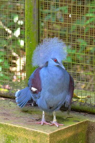 Victoria Taçlandırılmış Güvercin Goura Victoria — Stok fotoğraf