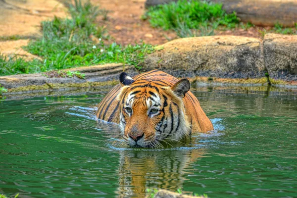 虎が水中で泳いでいて — ストック写真