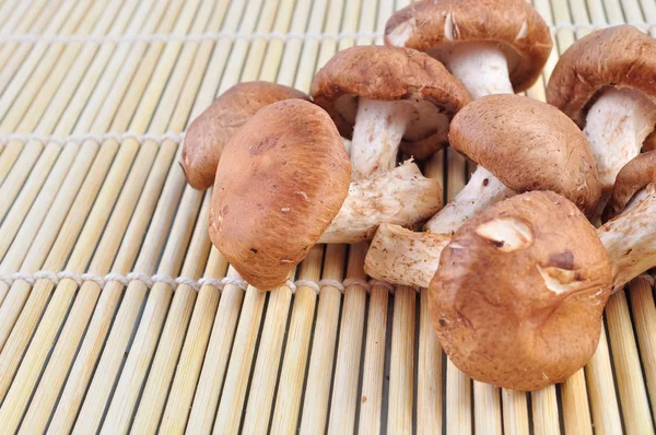 Grzyb Shiitake Mat Bambusowych — Zdjęcie stockowe