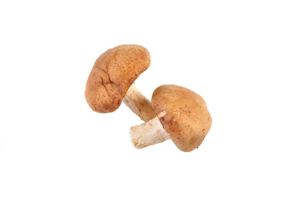 Cogumelo Shiitake Fundo Branco — Fotografia de Stock