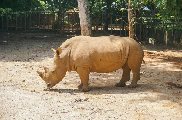 Rinoceronte Blanco Ceratotherium Simum —  Fotos de Stock