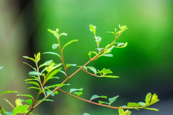 抽象春天绿色背景与绿叶 — 图库照片