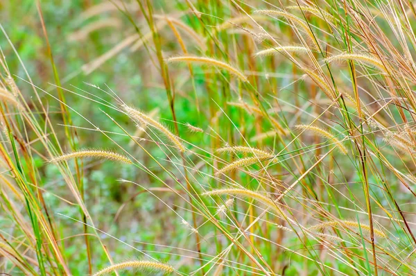 Tüy otların kapatın. Yumuşak odak, alanlar ve seçici odak sığ derinlik.