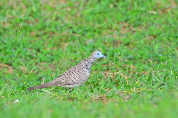 Primer Plano Zebra Dove Sobre Hierba Verde —  Fotos de Stock