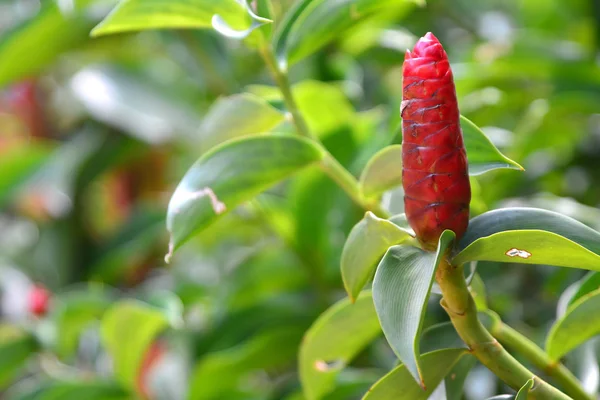 güzel bir tropik Kızıl kızıl çiçek