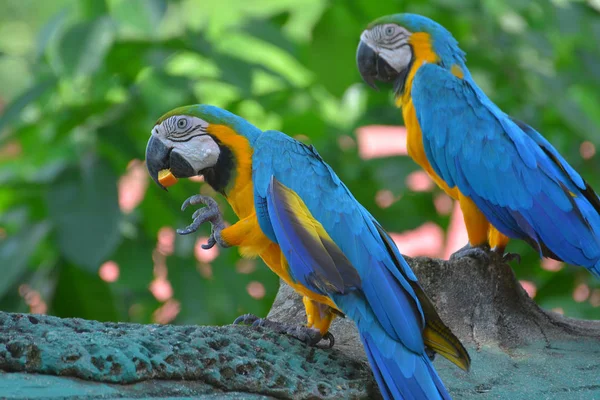 Pappagallo Blu Giallo — Foto Stock