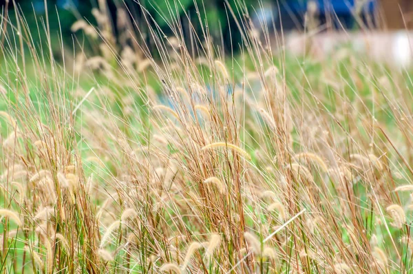 Tüy otların kapatın. Yumuşak odak, alanlar ve seçici odak sığ derinlik.