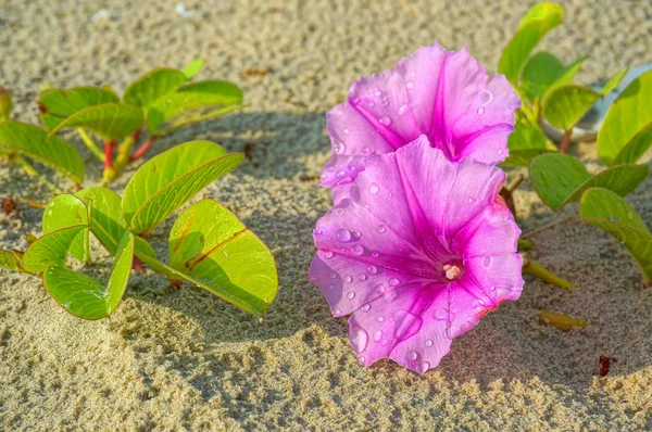 Ipomoea Flowers Beach Waterdrops — Stock Photo, Image