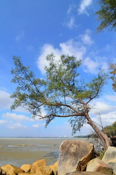 Widok Piękny Krajobraz Pobliżu Plaży Drzewa Kamień — Zdjęcie stockowe